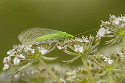 Common Green Lacewing (Chrysoperla carnea)