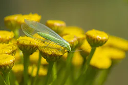 Common Green Lacewing (Chrysoperla carnea)