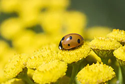 Seven-spot Ladybird (Coccinella septempunctata)