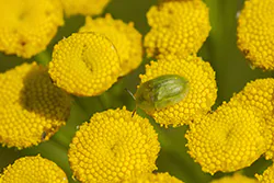 Green Tortoise Beetle (Cassida viridis)