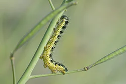 Bielinek kapustnik (Pieris brassicae)