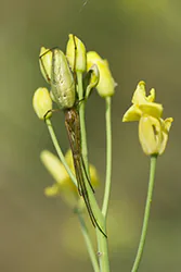 Kwadratnik trzcinowy (Tetragnatha extensa)