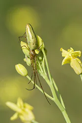Kwadratnik trzcinowy (Tetragnatha extensa)