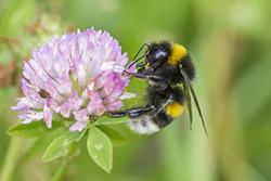 Bumblebee (Bombus sp)