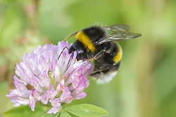 Bumblebee (Bombus sp)