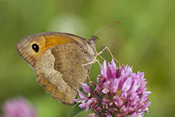 Meadow Brown (Maniola jurtina)