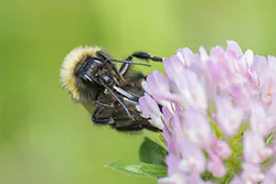 Bumblebee (Bombus sp)