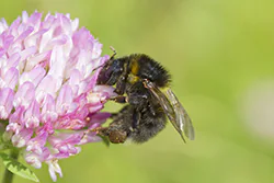 Bumblebee (Bombus sp)