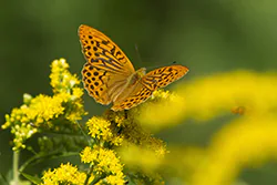 Dostojka malinowiec (Argynnis paphia)