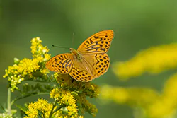 Dostojka malinowiec (Argynnis paphia)