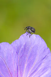 Jednorek kosaćcowy (Mononychus punctumalbum)