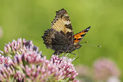 Rusałka pokrzywnik (Aglais urticae)