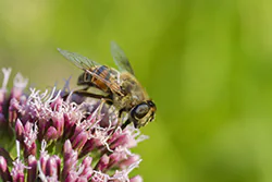 Drone Fly (Eristalis tenax)