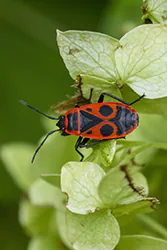 Kowal bezskrzydły (Pyrrhocoris apterus)