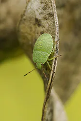 Green Shield Bug (Palomena prasina)