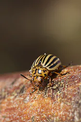 Stonka ziemniaczana (Leptinotarsa decemlineata)