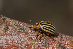 Stonka ziemniaczana (Leptinotarsa decemlineata)