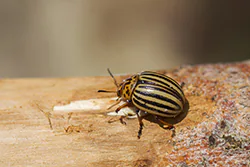 Stonka ziemniaczana (Leptinotarsa decemlineata)