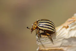 Stonka ziemniaczana (Leptinotarsa decemlineata)