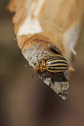 Stonka ziemniaczana (Leptinotarsa decemlineata)