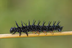 European Peacock (Inachis io)