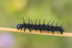 European Peacock (Inachis io)