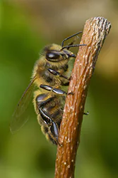 Pszczoła miodna (Apis mellifera)