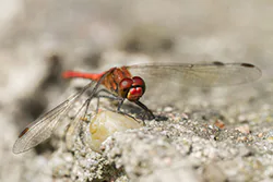 Ruddy Darter (Sympetrum sanguineum)