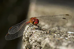 Ruddy Darter (Sympetrum sanguineum)