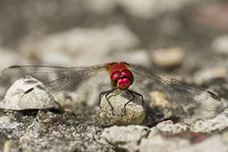 Ruddy Darter (Sympetrum sanguineum)