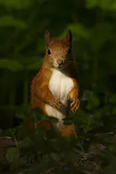 Wiewiórka (Sciurus vulgaris)