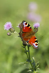 European Peacock (Inachis io)