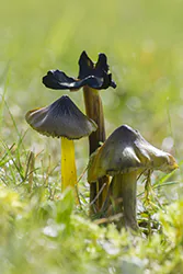 Inne ()