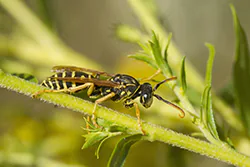 Klecanka pospolita (Polistes gallicus)