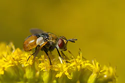 (Gymnosoma sp)