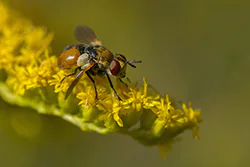  (Gymnosoma sp)