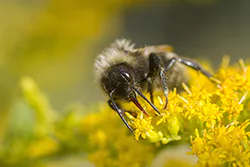 Bumblebee (Bombus sp)