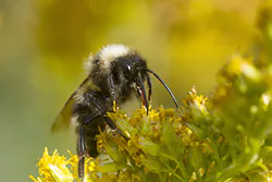 Bumblebee (Bombus sp)