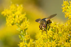  (Gymnosoma sp)