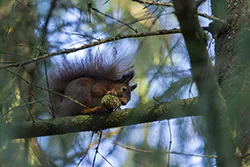 Wiewiórka (Sciurus vulgaris)