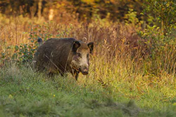 Dzik (Sus scrofa)