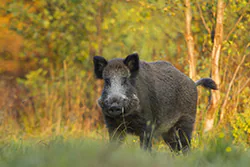 Dzik (Sus scrofa)