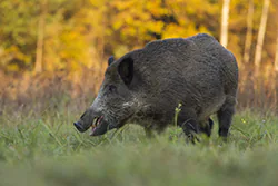Dzik (Sus scrofa)