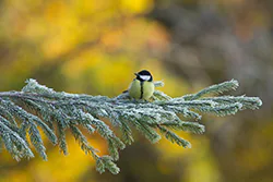 Sikora bogatka (Parus major)