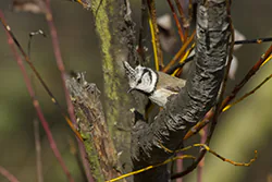Sikora czubatka (Parus cristatus)