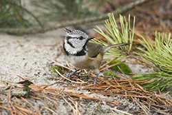 Sikora czubatka (Parus cristatus)
