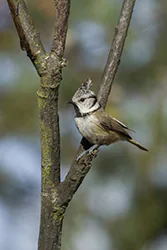 Sikora czubatka (Parus cristatus)