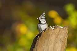 Sikora czubatka (Parus cristatus)