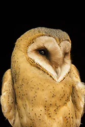 Płomykówka (Tyto alba)