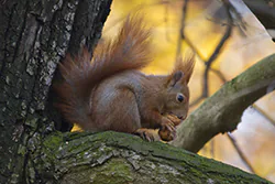 Wiewiórka (Sciurus vulgaris)